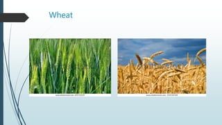 Wheat
 