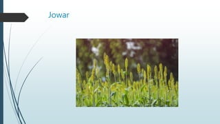Jowar
 