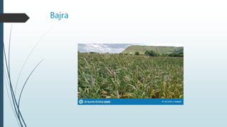 Bajra
 