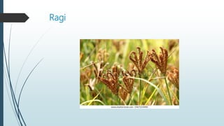 Ragi
 