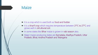 Maize
 It is a crop which is used both as food and fodder.
 It is a kharif crop which requires temperature between 21°C to 27°C and
grows well in old alluvial soil.
 In some states like Bihar maize is grown in rabi season also.
 Major maize-producing states are Karnataka, Madhya Pradesh, Uttar
Pradesh, Bihar, Andhra Pradesh and Telangana
 