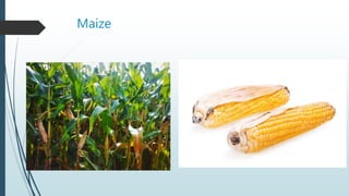 Maize
 