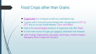 Food Crops other than Grains
 Sugarcane: It is a tropical as well as a subtropical crop.
 It grows well in hot and humid climate with a temperature of 21°C to
27°C and an annual rainfall between 75cm. and 100cm.
 India is the second largest producer of sugarcane only after Brazil.
 It is the main source of sugar, gur (jaggary), khandsari and molasses.
 Uttar Pradesh, Maharashtra, Karnataka, Tamil Nadu, Andhra Pradesh,
Telangana, Bihar, Punjab and Haryana.
 