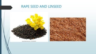 RAPE SEED AND LINSEED
 