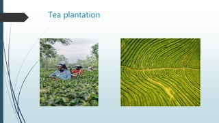 Tea plantation
 