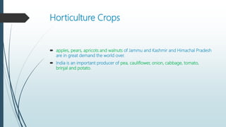 Horticulture Crops
 apples, pears, apricots and walnuts of Jammu and Kashmir and Himachal Pradesh
are in great demand the world over.
 India is an important producer of pea, cauliflower, onion, cabbage, tomato,
brinjal and potato.
 
