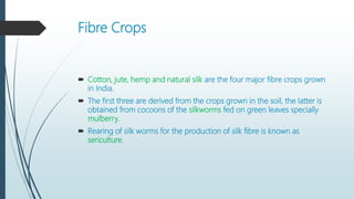 Fibre Crops
 Cotton, jute, hemp and natural silk are the four major fibre crops grown
in India.
 The first three are derived from the crops grown in the soil, the latter is
obtained from cocoons of the silkworms fed on green leaves specially
mulberry.
 Rearing of silk worms for the production of silk fibre is known as
sericulture.
 