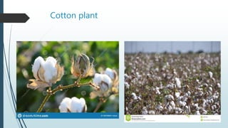 Cotton plant
 
