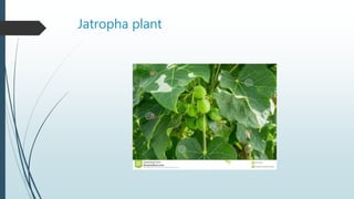 Jatropha plant
 