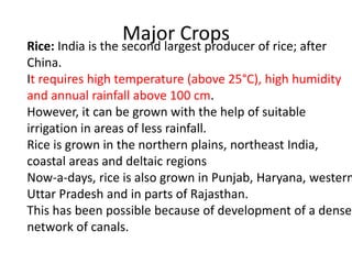 Major Crops
Rice: India is the second largest producer of rice; after
China.
It requires high temperature (above 25°C), high humidity
and annual rainfall above 100 cm.
However, it can be grown with the help of suitable
irrigation in areas of less rainfall.
Rice is grown in the northern plains, northeast India,
coastal areas and deltaic regions
Now-a-days, rice is also grown in Punjab, Haryana, western
Uttar Pradesh and in parts of Rajasthan.
This has been possible because of development of a dense
network of canals.
 