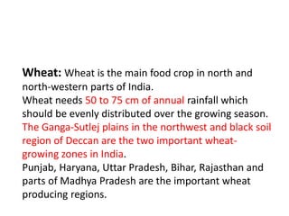 Wheat: Wheat is the main food crop in north and
north-western parts of India.
Wheat needs 50 to 75 cm of annual rainfall which
should be evenly distributed over the growing season.
The Ganga-Sutlej plains in the northwest and black soil
region of Deccan are the two important wheat-
growing zones in India.
Punjab, Haryana, Uttar Pradesh, Bihar, Rajasthan and
parts of Madhya Pradesh are the important wheat
producing regions.
 