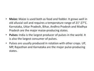 • Maize: Maize is used both as food and fodder. It grows well in
old alluvial soil and requires a temperature range of 21°-27°C.
Karnataka, Uttar Pradesh, Bihar, Andhra Pradesh and Madhya
Pradesh are the major maize-producing states.
• Pulses: India is the largest producer of pulses in the world. It
is also the largest consumer of pulses.
• Pulses are usually produced in rotation with other crops. UP,
MP, Rajasthan and Karnataka are the major pulse-producing
states.
 