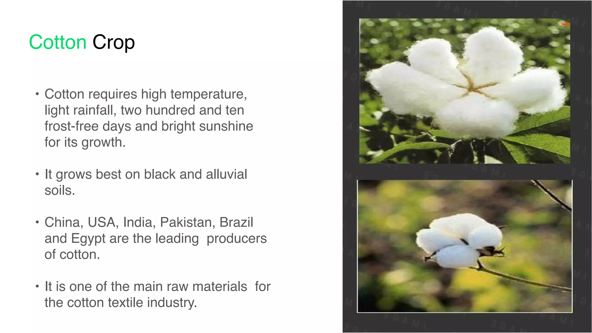 Cotton Crop
• Cotton requires high temperature,
light rainfall, two hundred and ten
frost-free days and bright sunshine
for its growth
.

• It grows best on black and alluvial
soils
.

• China, USA, India, Pakistan, Brazil
and Egypt are the leading producers
of cotton
.

• It is one of the main raw materials for
the cotton textile industry.
 