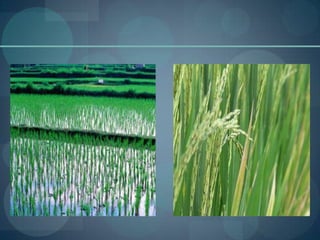 Wheat
 This is the second most important cereal crop.
 It is the main food crop, in north and north-
  western part of t...