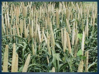 Sugarcane
 It is a tropical as well as a subtropical crop.
 It grows well in hot and humid climate with a
    temperatur...