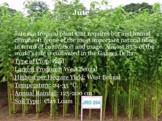Jute is a tropical plant that requires hot and humid
climate. It is one of the most important natural fibres
in terms of cultivation and usage. Almost 85% of the
world’s jute is cultivated in the Ganges Delta.
Type of Crop: Zaid
Largest Producer: West Bengal
Highest per Hectare Yield: West Bengal
Temperature: 24-35 °C.
Annual Rainfall: 125-200 cm.
Soil Type: Clay Loam
Jute
 