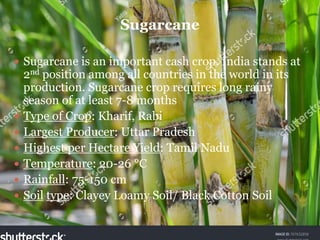  Sugarcane is an important cash crop. India stands at
2nd position among all countries in the world in its
production. Sugarcane crop requires long rainy
season of at least 7-8 months
 Type of Crop: Kharif, Rabi
 Largest Producer: Uttar Pradesh
 Highest per Hectare Yield: Tamil Nadu
 Temperature: 20-26 °C
 Rainfall: 75-150 cm
 Soil type: Clayey Loamy Soil/ Black Cotton Soil
Sugarcane
 