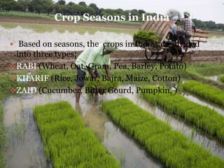 Crop Seasons in India
 Based on seasons, the crops in India are divided
into three types;
RABI (Wheat, Oat, Gram, Pea, Barley, Potato)
KHARIF (Rice, Jowar, Bajra, Maize, Cotton)
ZAID (Cucumber, Bitter Gourd, Pumpkin, )
 