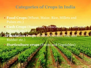 Categories of Crops in India
 Food Crops (Wheat, Maize, Rice, Millets and
Pulses etc.)
 Cash Crops (Sugarcane, Tobacco, Cotton, Jute and
Oilseeds etc.)
 Plantation Crops (Coffee, Coconut, Tea, and
Rubber etc.)
 Horticulture crops (Fruits and Vegetables)
 