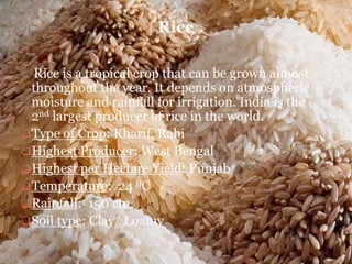 Rice is a tropical crop that can be grown almost
throughout the year. It depends on atmospheric
moisture and rainfall for irrigation. India is the
2nd largest producer of rice in the world.
Type of Crop: Kharif, Rabi
Highest Producer: West Bengal
Highest per Hectare Yield: Punjab
Temperature: 24 0C
Rainfall: 150 cm
Soil type: Clay/ Loamy
Rice
 