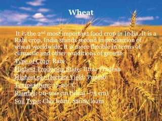 It is the 2nd most important food crop in India. It is a
Rabi crop. India stands second in production of
wheat worldwide. It is more flexible in terms of
climactic and other conditions of growth.
Type of Crop: Rabi
Highest Producing State: Uttar Pradesh
Highest per Hectare Yield: Punjab
Temperature: 17-20 °C
Rainfall: 20-100 cm (ideal ~75 cm)
Soil Type: Clay loam, Sandy loam
Wheat
 