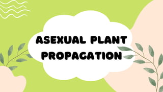 ASEXUAL PLANT
PROPAGATION
 