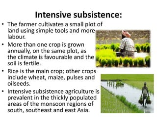 Intensive subsistence:
• The farmer cultivates a small plot of
land using simple tools and more
labour.
• More than one crop is grown
annually, on the same plot, as
the climate is favourable and the
soil is fertile.
• Rice is the main crop; other crops
include wheat, maize, pulses and
oilseeds.
• Intensive subsistence agriculture is
prevalent in the thickly populated
areas of the monsoon regions of
south, southeast and east Asia.
 