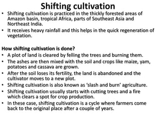Shifting cultivation
• Shifting cultivation is practiced in the thickly forested areas of
Amazon basin, tropical Africa, parts of Southeast Asia and
Northeast India.
• It receives heavy rainfall and this helps in the quick regeneration of
vegetation.
How shifting cultivation is done?
• A plot of land is cleared by felling the trees and burning them.
• The ashes are then mixed with the soil and crops like maize, yam,
potatoes and cassava are grown.
• After the soil loses its fertility, the land is abandoned and the
cultivator moves to a new plot.
• Shifting cultivation is also known as ‘slash and burn’ agriculture.
• Shifting cultivation usually starts with cutting trees and a fire
which clears a spot for crop production.
• In these case, shifting cultivation is a cycle where farmers come
back to the original place after a couple of years.
 