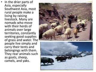 • In the drier parts of
Asia, especially
Southwest Asia, most
rural people make a
living by raising
livestock. Many are
nomads who move
with their herds of
animals over large
territories, constantly
seeking good supplies
of grass and water. The
people live simply and
carry their tents and
belongings with them.
They rear animals such
as goats, sheep,
camels, and yaks.
 