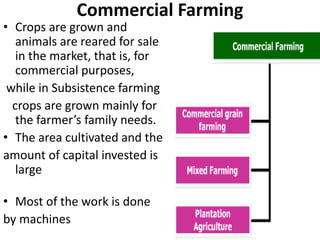 Commercial Farming
• Crops are grown and
animals are reared for sale
in the market, that is, for
commercial purposes,
while in Subsistence farming
crops are grown mainly for
the farmer’s family needs.
• The area cultivated and the
amount of capital invested is
large
• Most of the work is done
by machines
 