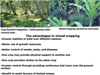 Crop-livestock Integration : Cattle grazing under
coconut trees .
Mixed cropping: pyrethrum and maize
The advantages in mixed cropping
•Greater stability of yield over different seasons
•Better use of growth resources
•Better control of weeds, pests, and diseases
•One crop may provide physical support to another one
•One crop provides shelter to the other crop
•Erosion control through providing continuous leaf cover over the ground
surface
•Benefit to small farmers of limited means.
 