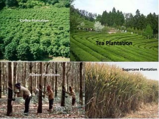 •
Tea Plantation
Rubber Plantation
Sugarcane Plantation
Coffee Plantation
 