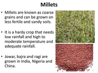 Millets
• Millets are known as coarse
grains and can be grown on
less fertile and sandy soils.
• It is a hardy crop that needs
low rainfall and high to
moderate temperature and
adequate rainfall.
• Jowar, bajra and ragi are
grown in India, Nigeria and
China.
 
