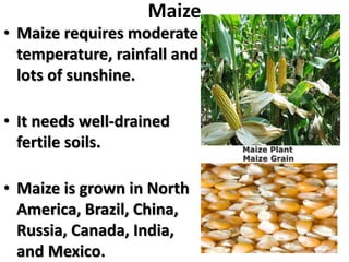 Maize
• Maize requires moderate
temperature, rainfall and
lots of sunshine.
• It needs well-drained
fertile soils.
• Maize is grown in North
America, Brazil, China,
Russia, Canada, India,
and Mexico.
Maize Plant
Maize Grain
 