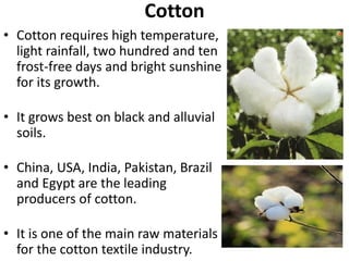 Cotton
• Cotton requires high temperature,
light rainfall, two hundred and ten
frost-free days and bright sunshine
for its growth.
• It grows best on black and alluvial
soils.
• China, USA, India, Pakistan, Brazil
and Egypt are the leading
producers of cotton.
• It is one of the main raw materials
for the cotton textile industry.
 