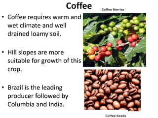 Coffee
• Coffee requires warm and
wet climate and well
drained loamy soil.
• Hill slopes are more
suitable for growth of this
crop.
• Brazil is the leading
producer followed by
Columbia and India.
Coffee Berries
Coffee Seeds
 