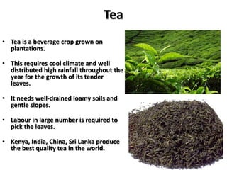 Tea
• Tea is a beverage crop grown on
plantations.
• This requires cool climate and well
distributed high rainfall throughout the
year for the growth of its tender
leaves.
• It needs well-drained loamy soils and
gentle slopes.
• Labour in large number is required to
pick the leaves.
• Kenya, India, China, Sri Lanka produce
the best quality tea in the world.
 