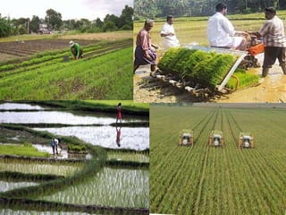 Agriculture geography class 8th 