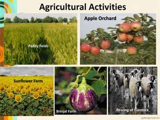 Paddy fields
Apple Orchard
Brinjal Farm Rearing of livestock
Sunflower Farm
Agricultural Activities
 