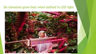 Do tomatoes grow best when bathed in LED light
 