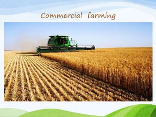 Commercial farming
 