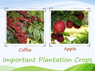 Coffee Apple
Important Plantation Crops
 