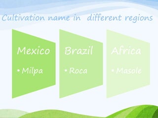 Cultivation name in different regions
Mexico
• Milpa
Brazil
• Roca
Africa
• Masole
 