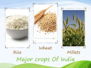 Rice
Wheat
Millets
Major crops Of India
 