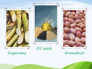 Sugarcane
Oil seeds
Groundnut
 