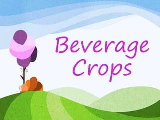 Beverage
Crops
 