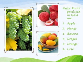 Major Fruits
produced
in India
are
1. Apple
2. Mango
3. Banana
4. Grapes
5. Orange
6. Lichi
 