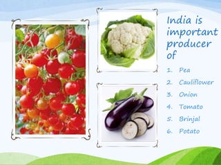 India is
important
producer
of
1. Pea
2. Cauliflower
3. Onion
4. Tomato
5. Brinjal
6. Potato
 