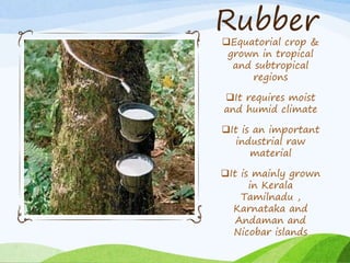 Rubber
Equatorial crop &
grown in tropical
and subtropical
regions
It requires moist
and humid climate
It is an important
industrial raw
material
It is mainly grown
in Kerala
Tamilnadu ,
Karnataka and
Andaman and
Nicobar islands
 