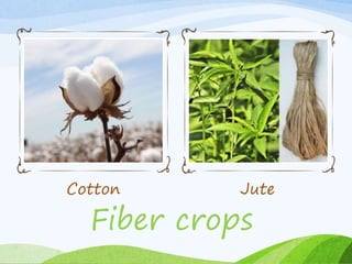 Cotton Jute
Fiber crops
 